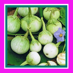 EGGPLANT_THAI_ROUND_GREEN_ASIAN_SALE1