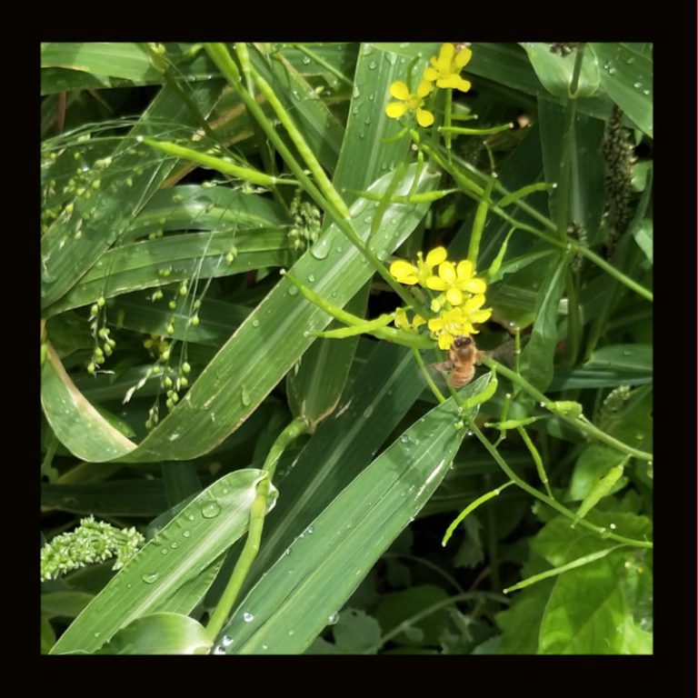 OTHER_GREEN_MANURE_5