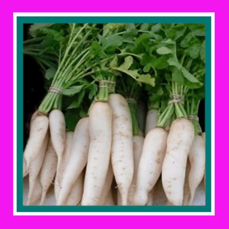 RADISH_DAIKON_(MINOWASE)_SALE1