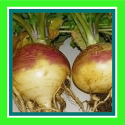 SWEDE_AMERICAN_PURPLE_TOP_RUTABAGA_SALE1