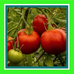 TOMATO_FLORA_LOU_SALE1