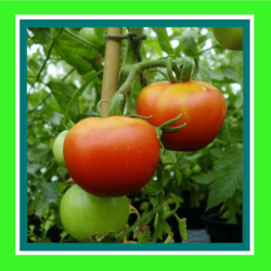 TOMATO_GRAF_ZEPPELIN_SALE1