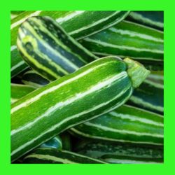 ZUCCHINI_COCOZELLE