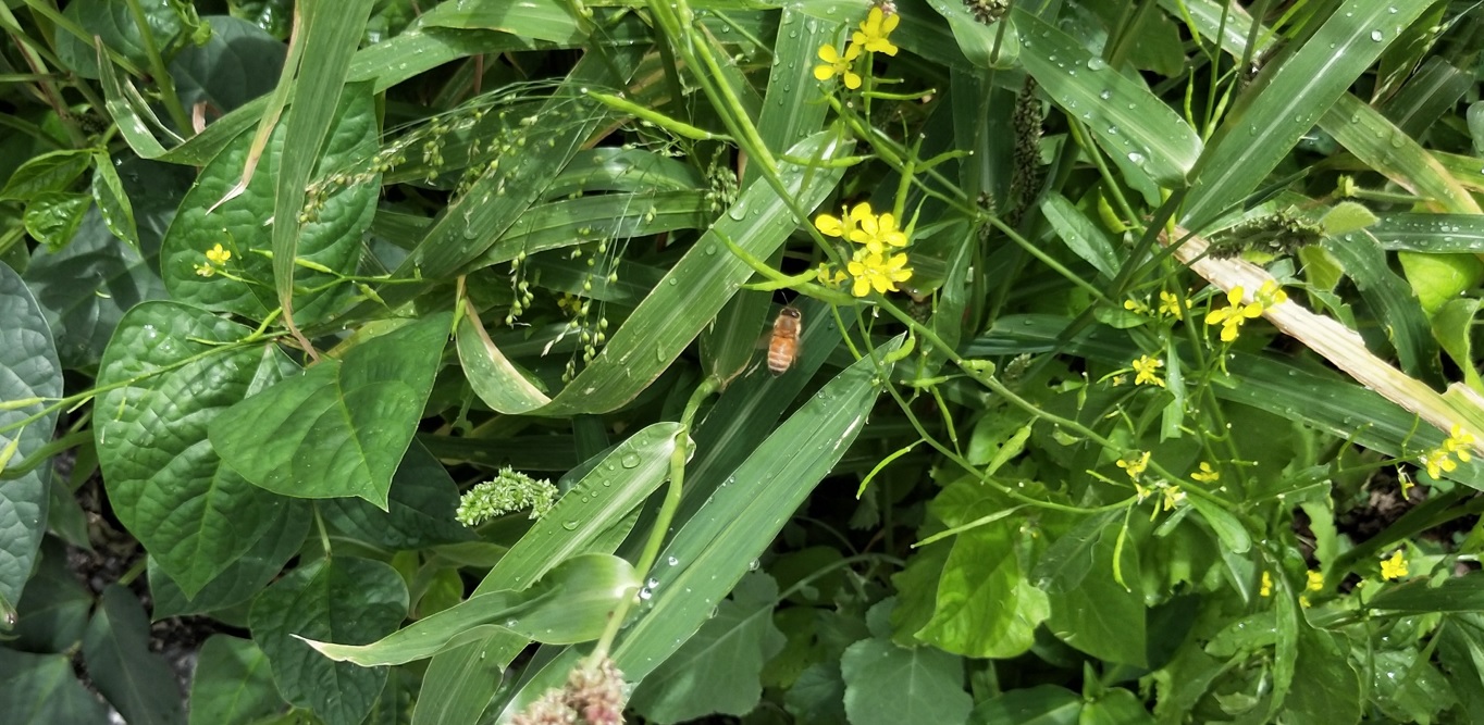 Open_Pollinated_Mustard_Plant_by_a_Bee