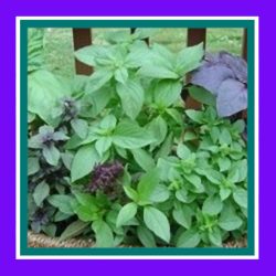 BASIL_MIX_(SALE)