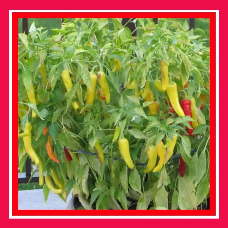 CHILLI-HUNGARIAN YELLOW HOT WAX (TREATED)