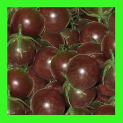 TOMATO_CHERRY_BLACK