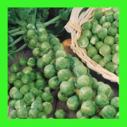 BRUSSELS_SPROUTS