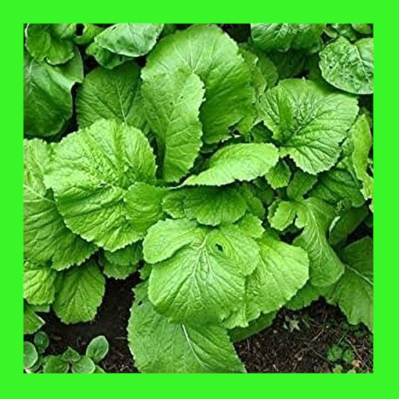 CABBAGEBROAD LEAFMUSTARDHeritage and Organic seeds