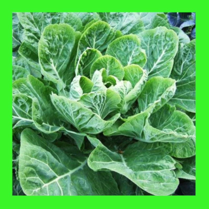 CABBAGECOLLARDS CHAMPION Heritage open pollinated seeds