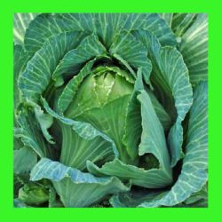 CABBAGE_EARLY_JERSEY_WAKEFIELD