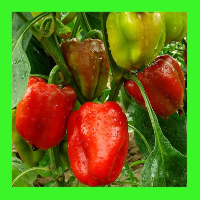 CAPSICUM CAL WONDER Heritage organic open pollinated seeds