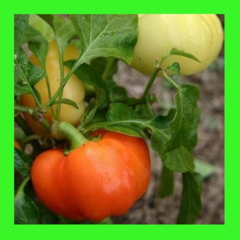 CAPSICUMSWEET ALMA PAPRIKA Heritage open pollinated seeds