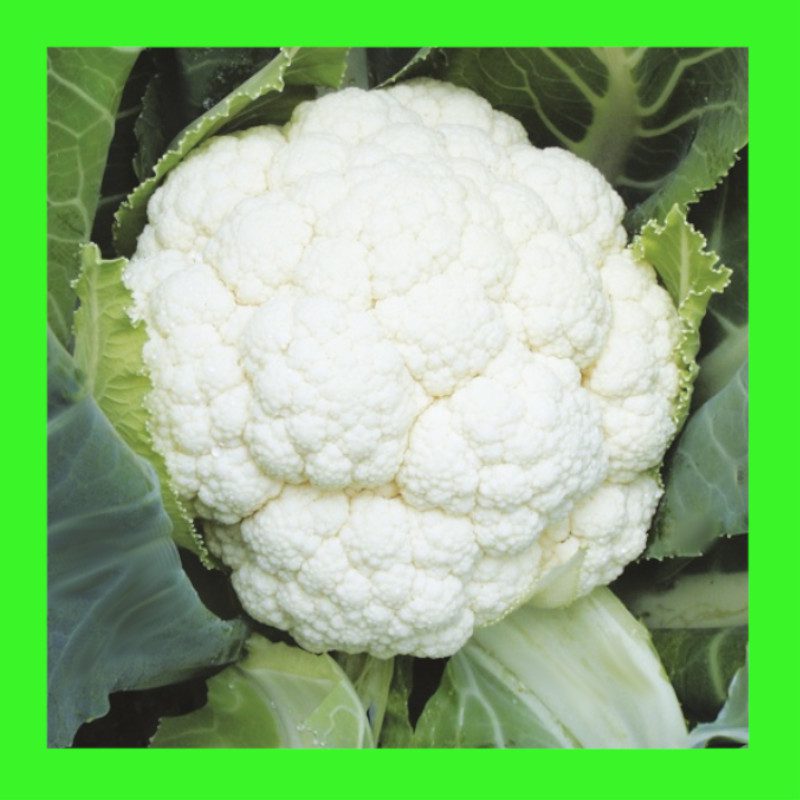 CAULIFLOWERSNOWBALL Heritage organic open pollinated seeds