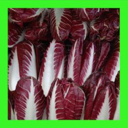 CHICORY_TREVISO_RED