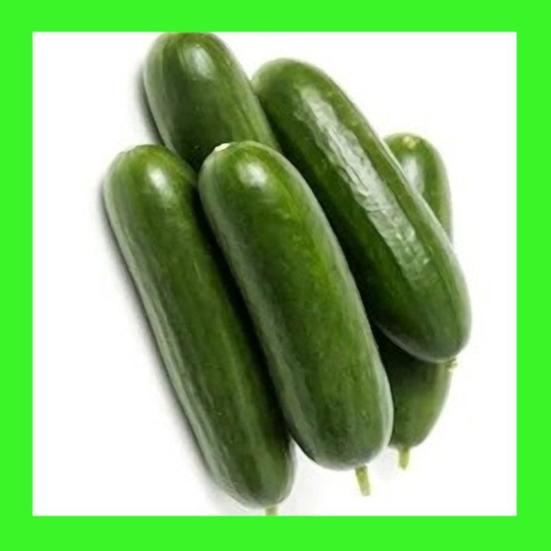 CUCUMBERLEBANESE Heritage organic open pollinated seeds