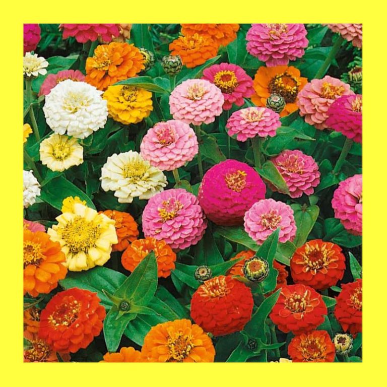 FLOWER-ZINNIA-THUMBELINA - Heritage organic open pollinated seeds