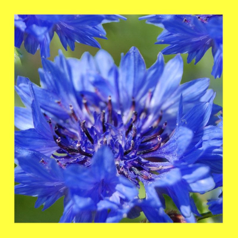 FLOWER_CORN_FLOWER_BOY_BLUE