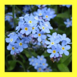 FLOWER_FORGET_ME_NOT