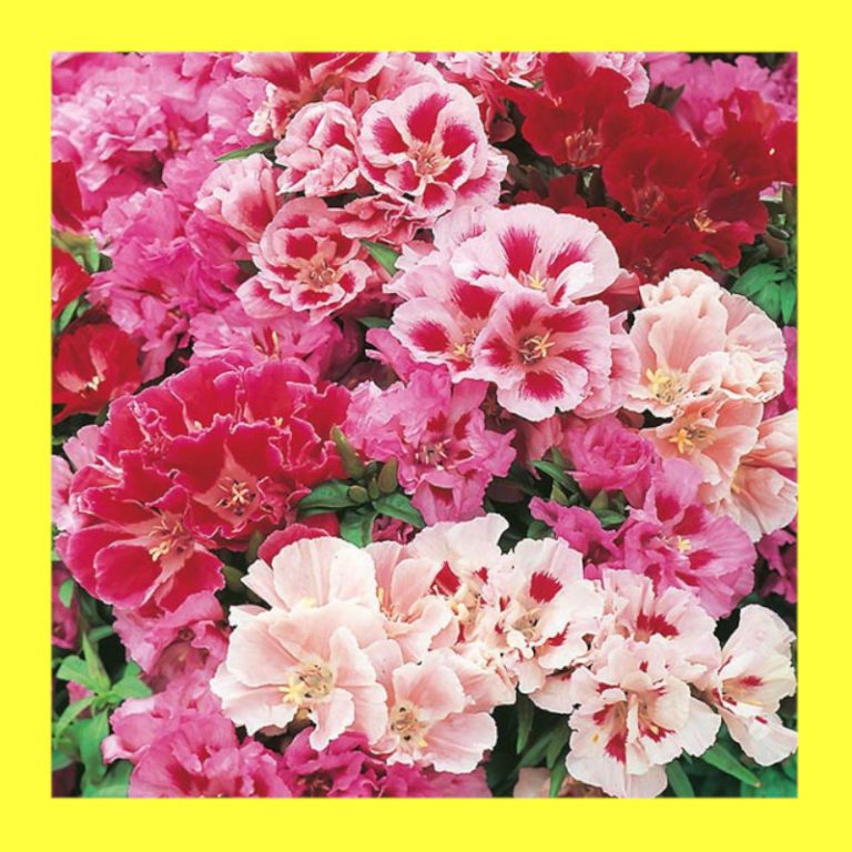 FLOWERGODETIADWARF DOUBLE Heritage & organic seeds