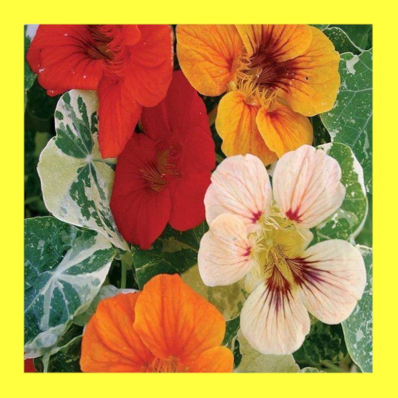 FLOWER-NASTURTIUM-ALASKA MIX - Heritage open pollinated seeds