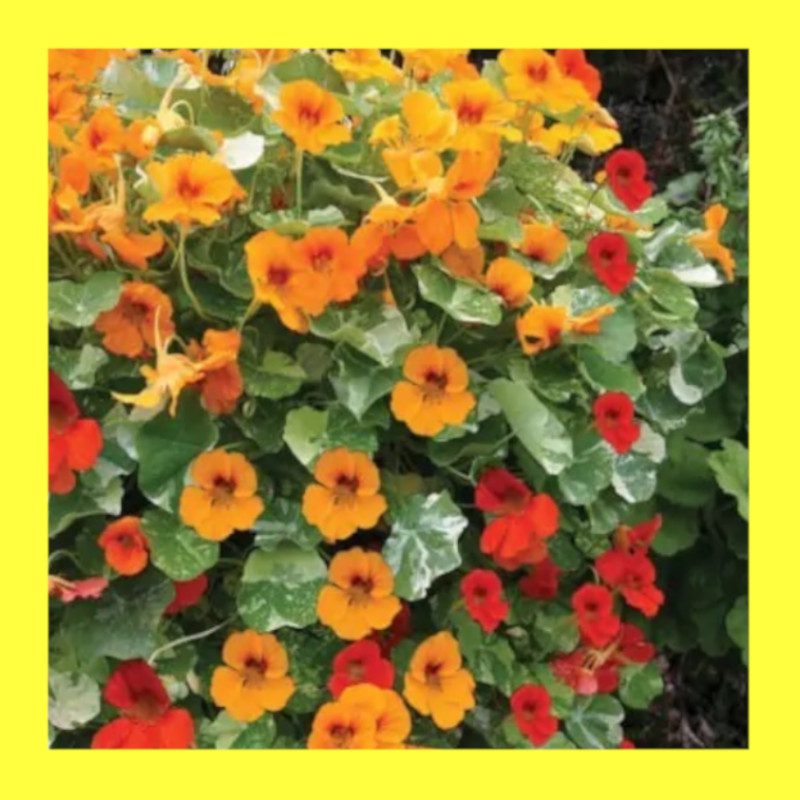 FLOWERNASTURTIUMTRAILING MIX Heritage open pollinated seed