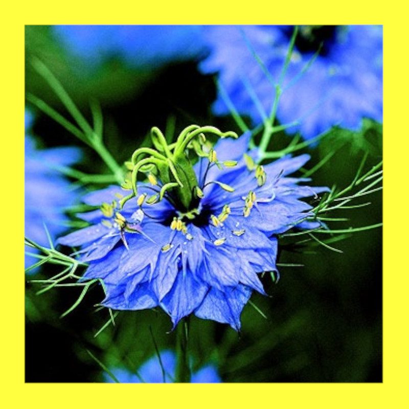 FLOWER-NIGELLA-LOVE IN A MIST - Heritage open pollinated seeds