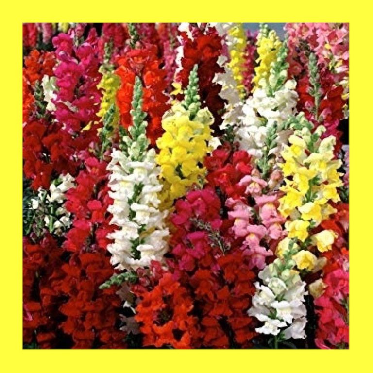 FLOWERSNAPDRAGON GIANT MIX Heritage open pollinated seeds