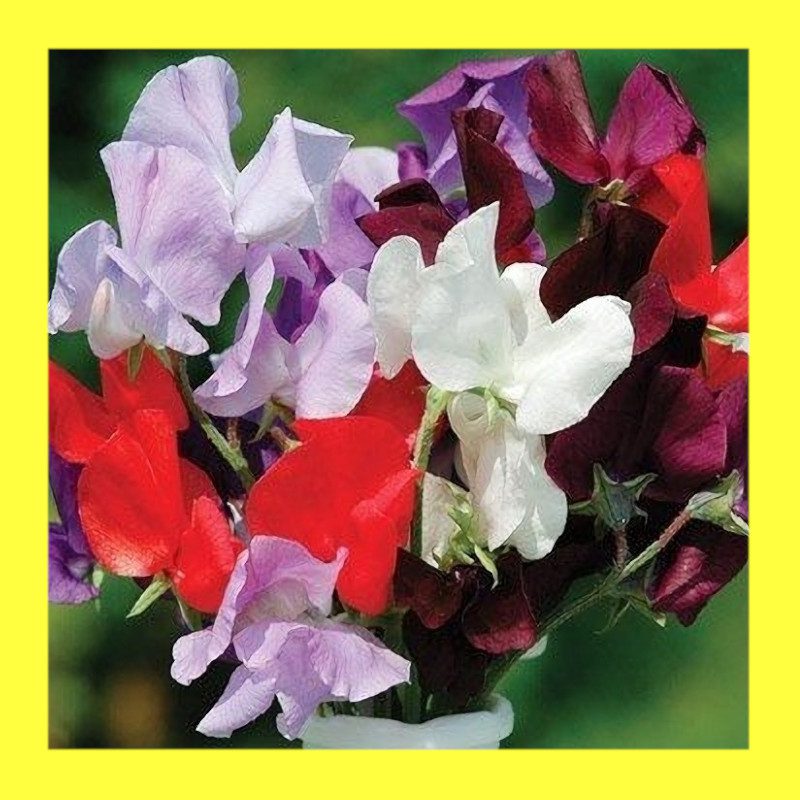 FLOWERSWEET PEASPENCER Heritage and organic seeds