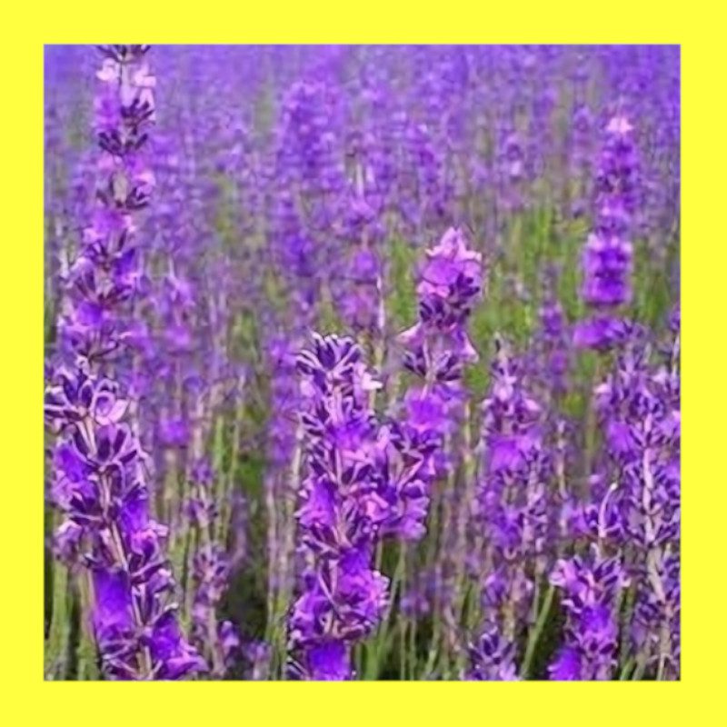 Flower True Lavender Heritage Organic Open Pollinated Seeds