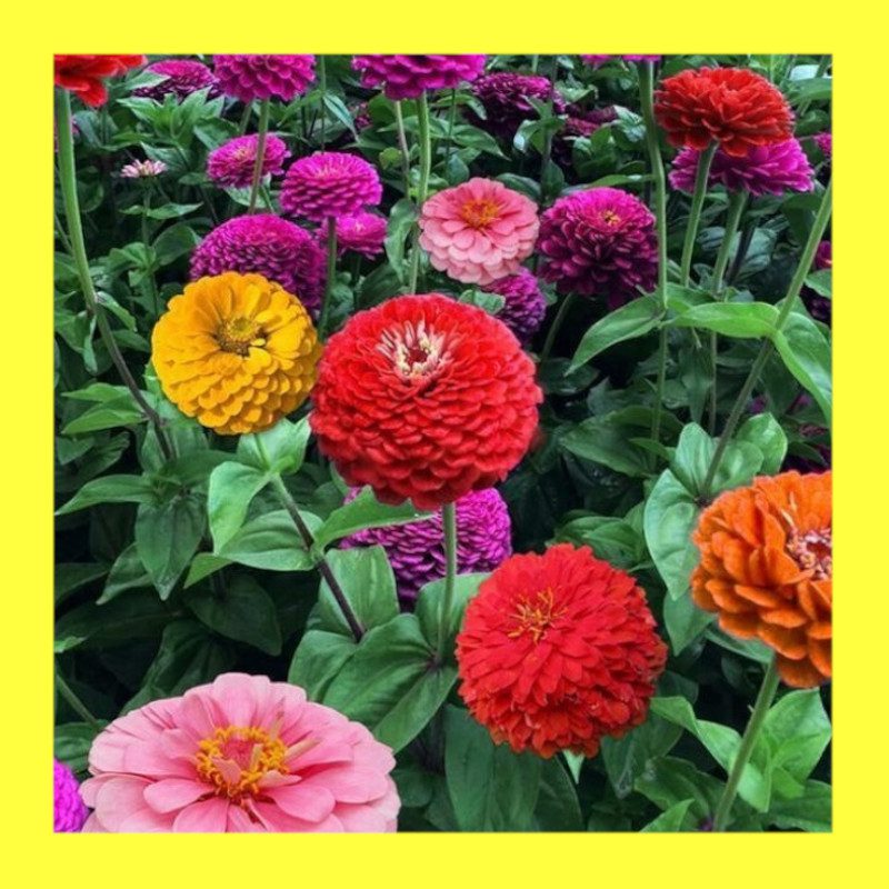 FLOWER-ZINNIA-CALIFORNIA GIANT - Heritage And Organic Seeds