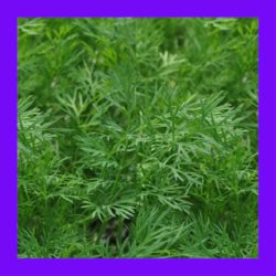 HERB_DILL
