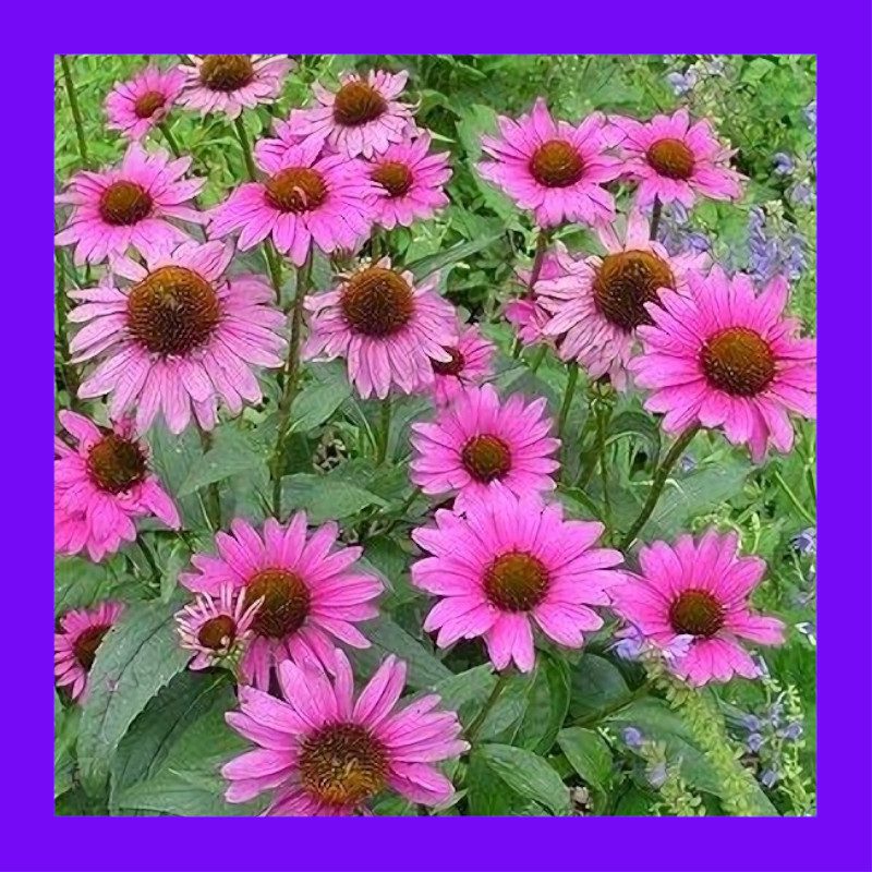 HERBECHINACEA Heritage organic open pollinated seeds