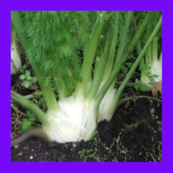 HERB_FENNEL_FLORENCE