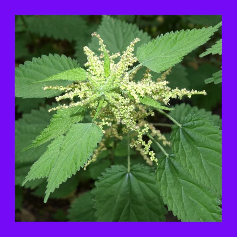 HERBSTINGING NETTLE Heritage organic open pollinated