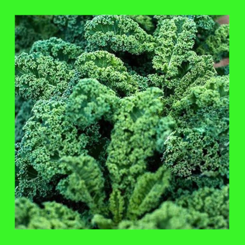 KALEBLUE CURLEDDWARF Heritage organic open pollinated seeds