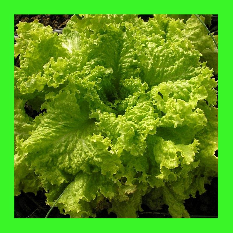 LETTUCEGRAND RAPIDS Heritage organic open pollinated seeds