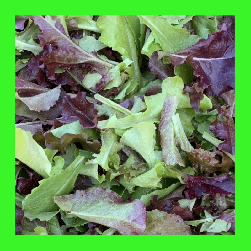 LETTUCEMESCLUN MIX Heritage organic open pollinated seeds