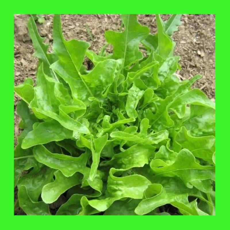 LETTUCEOAKLEAFDARWIN Heritage organic open pollinated seeds