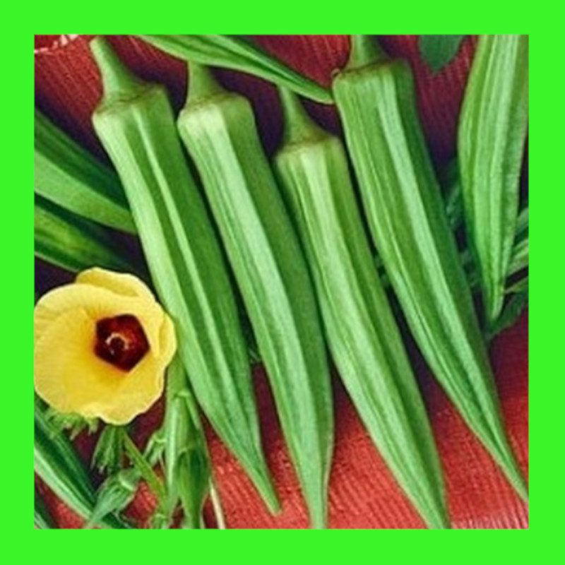 OKRACLEMSON SPINELESS Heritage organic open pollinated seeds