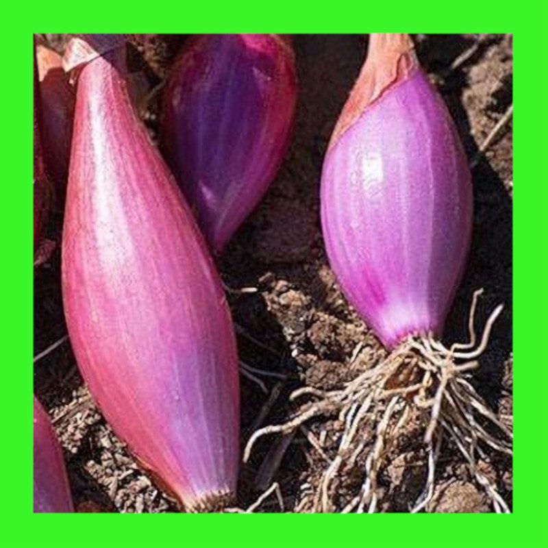 ONION-LONG FLORENCE - Heritage organic open pollinated seeds
