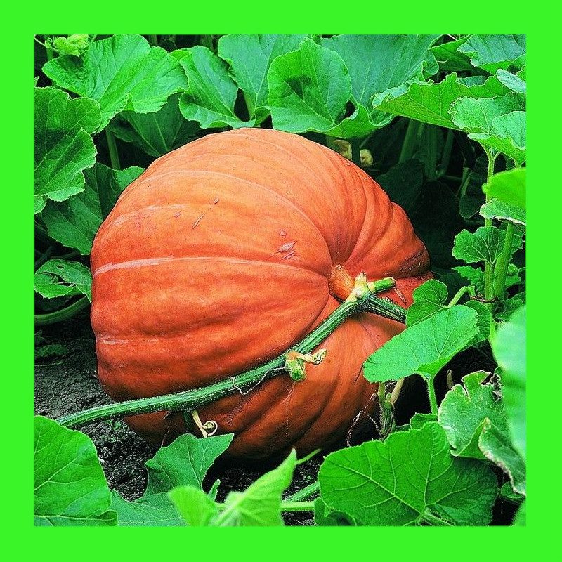 pumpkin-big-max-heritage-organic-open-pollinated-seeds