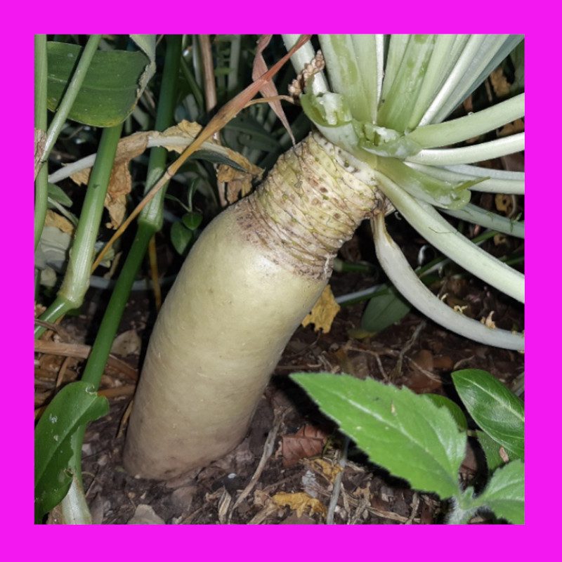 RADISHDAIKON(MINOWASE) Heritage organic open pollinated seeds