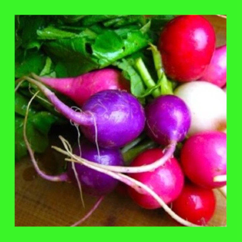 RADISHEASTER EGG MIX Heritage seeds ABSeeds