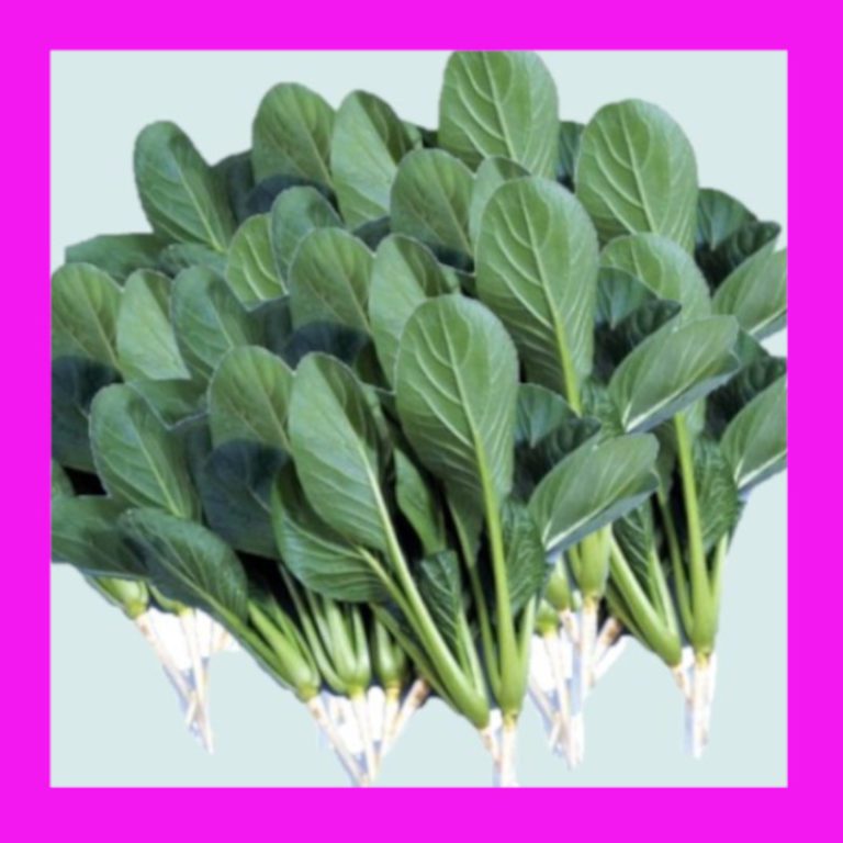 SPINACHJAPANESE(KOMATSUNA) Heritage Seeds ABSeeds