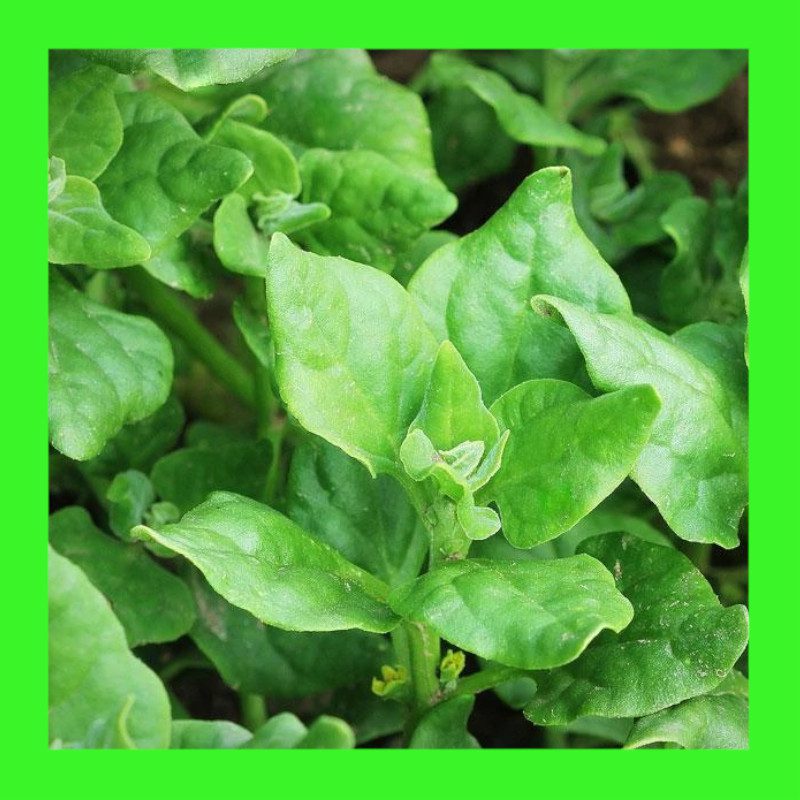 SPINACHWARRIGAL Heritage organic open pollinated