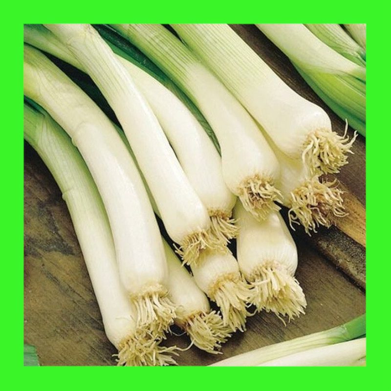 SPRING ONIONGREEN BUNCHING Heritage open pollinated seeds