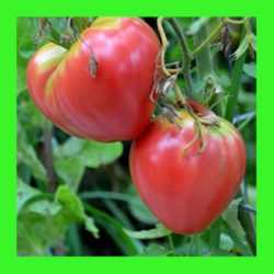 TOMATO_OXHEART_PINK