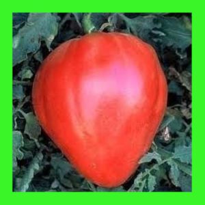 TOMATO_OXHEART_RED