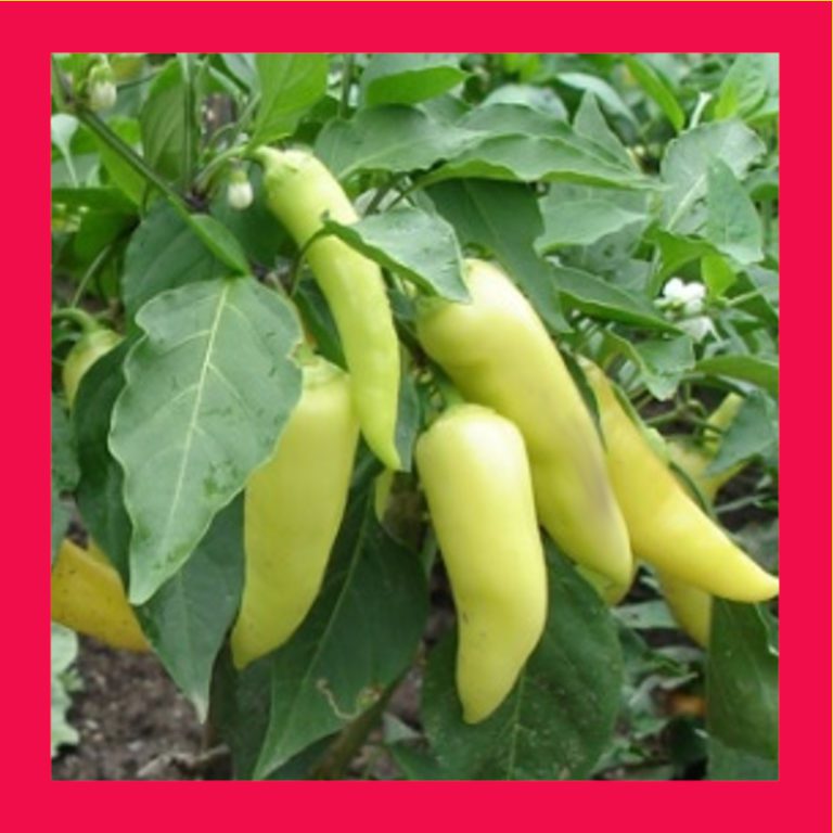 CHILLIBANANA ABSeeds